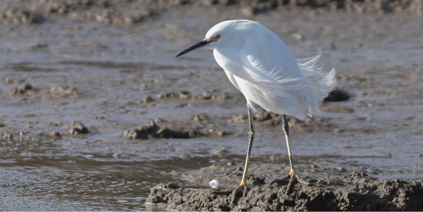 Aigrette garzette (Egretta garzetta) / Pixabay